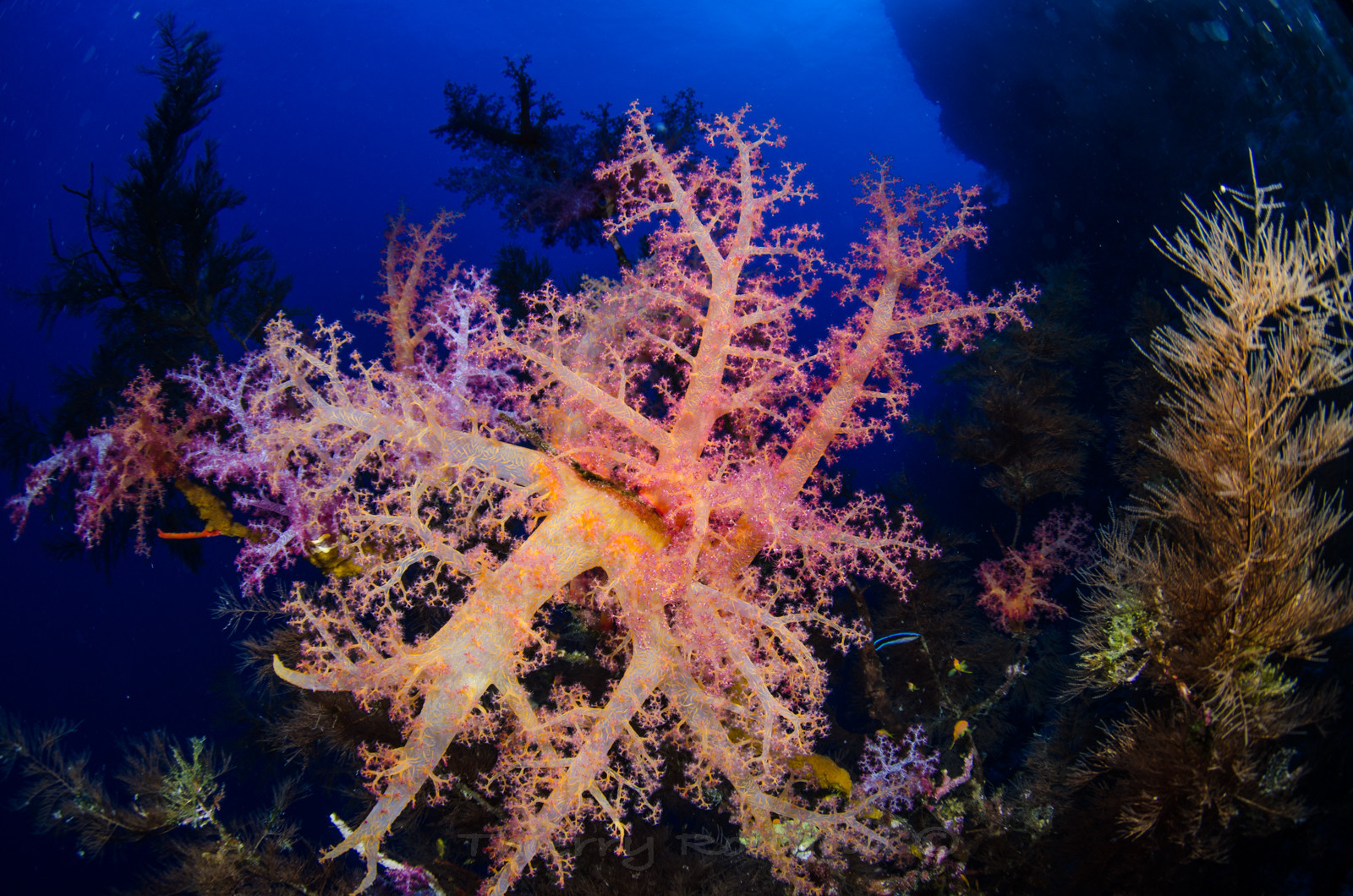 Bouquet d'alcyonaires