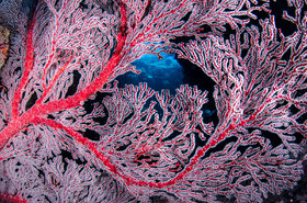 Gorgonnes Chinoiseries