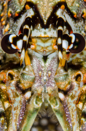 Portrait de langouste Cozumel