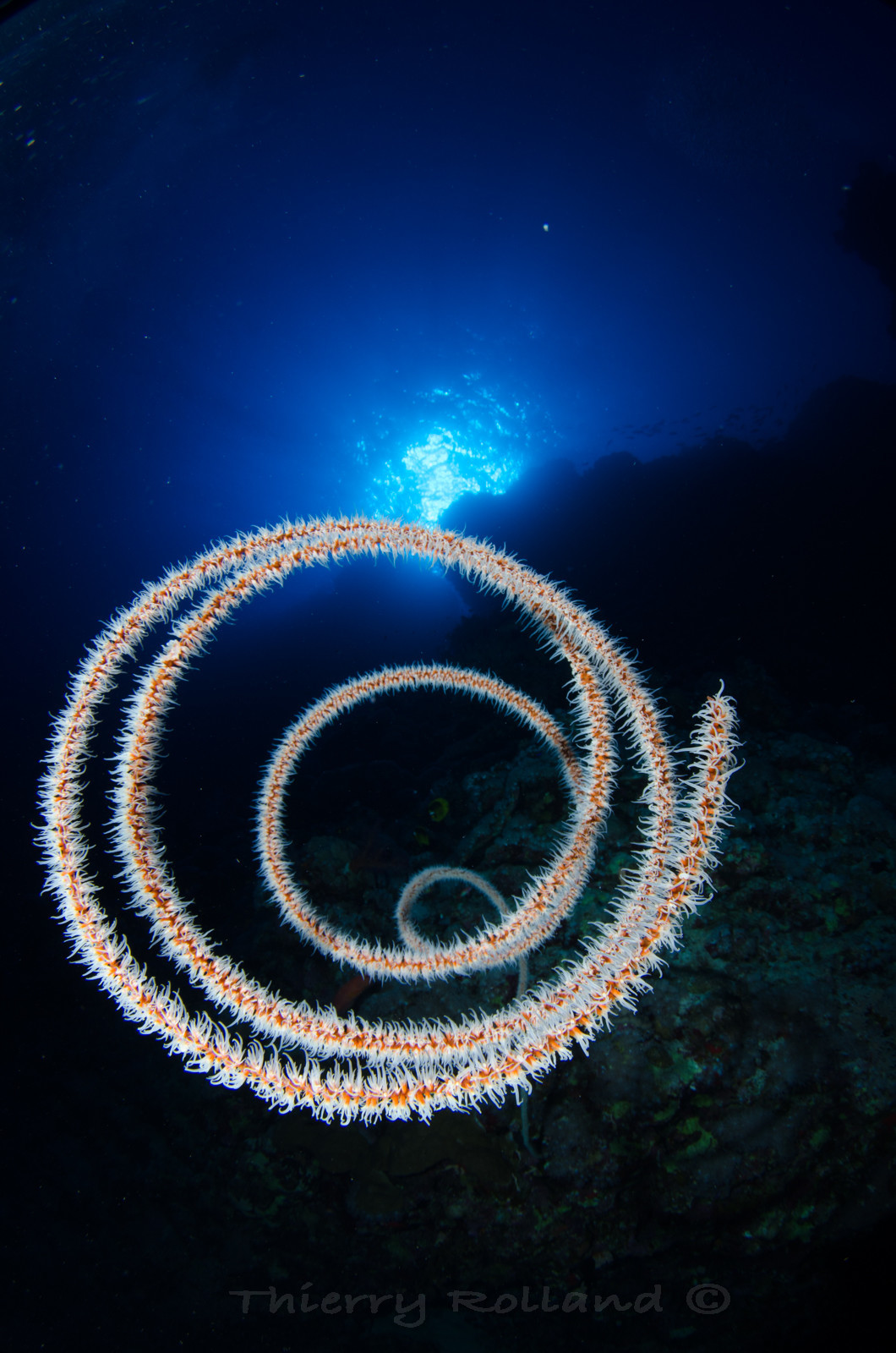 Corail fouet - ambiance mer rouge
