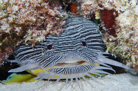 Poisson Crapaud Cozumel