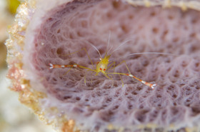 Crevette nettoyeuse Cozumel