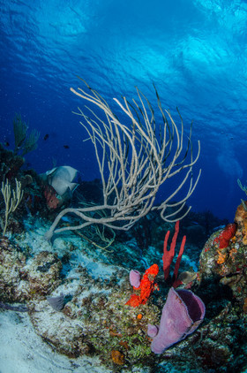 Ambiance gorgone Cozumel