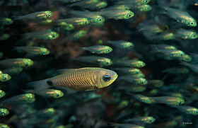 Apogon doré et poissons de verre