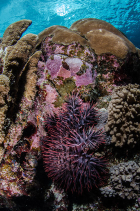 Ambiance acanthaster