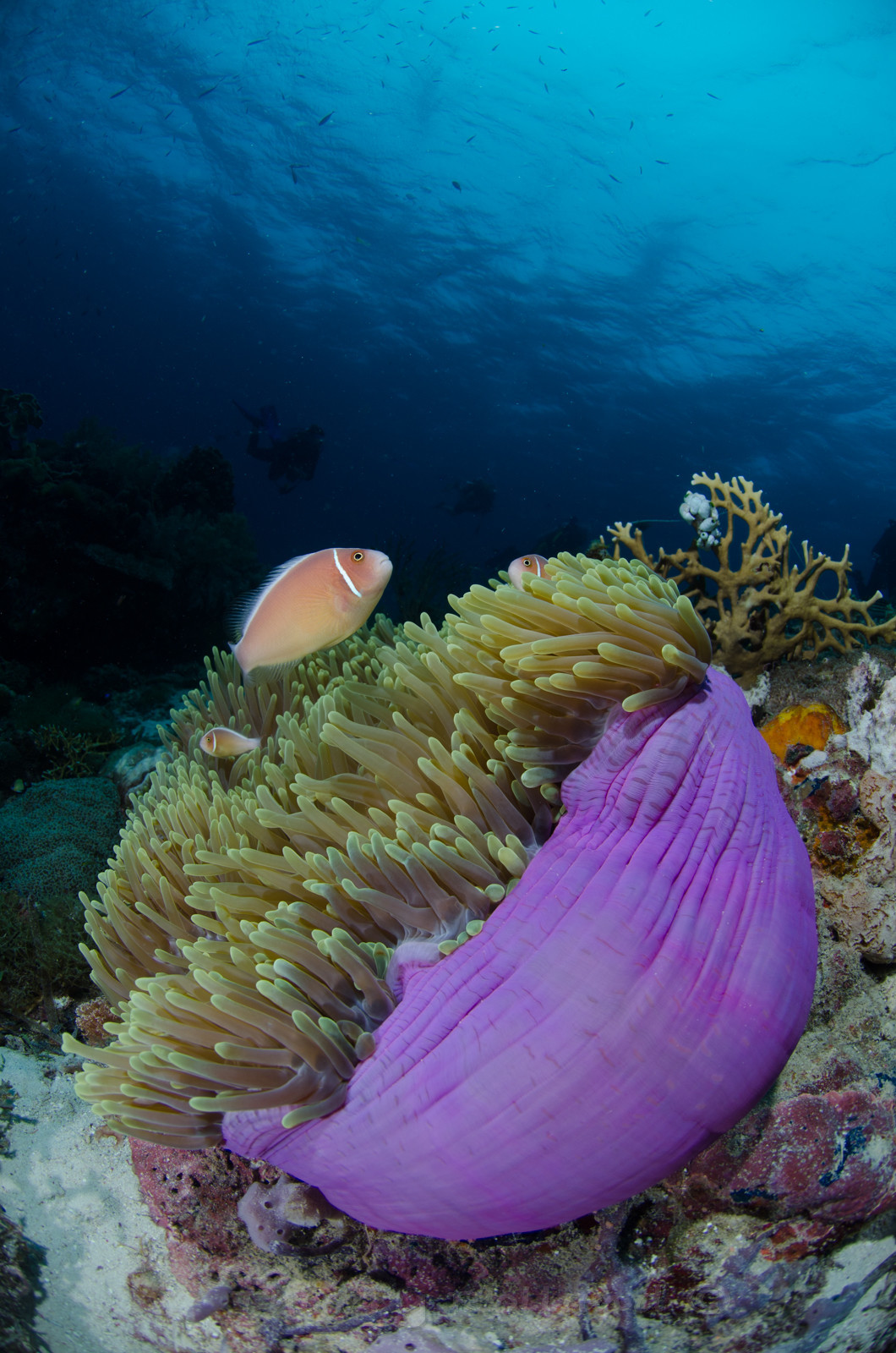 Anémone violette & clowns