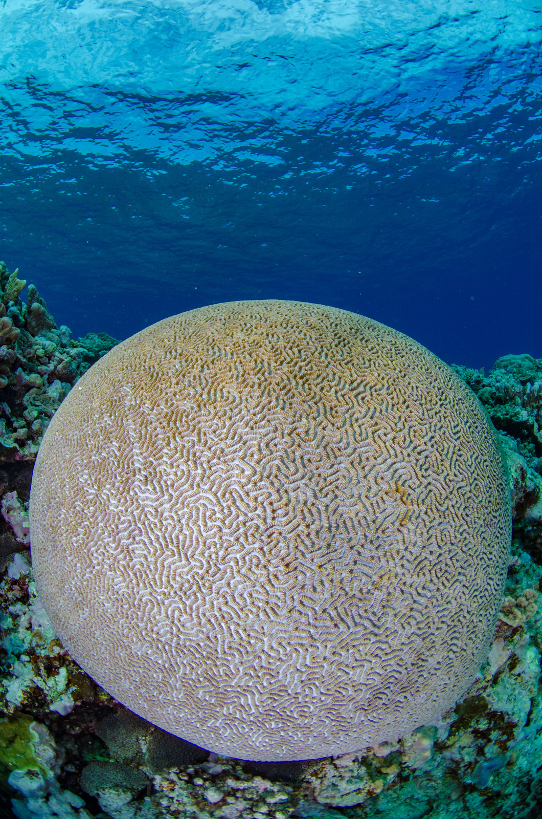 Ambiance corail cerveau