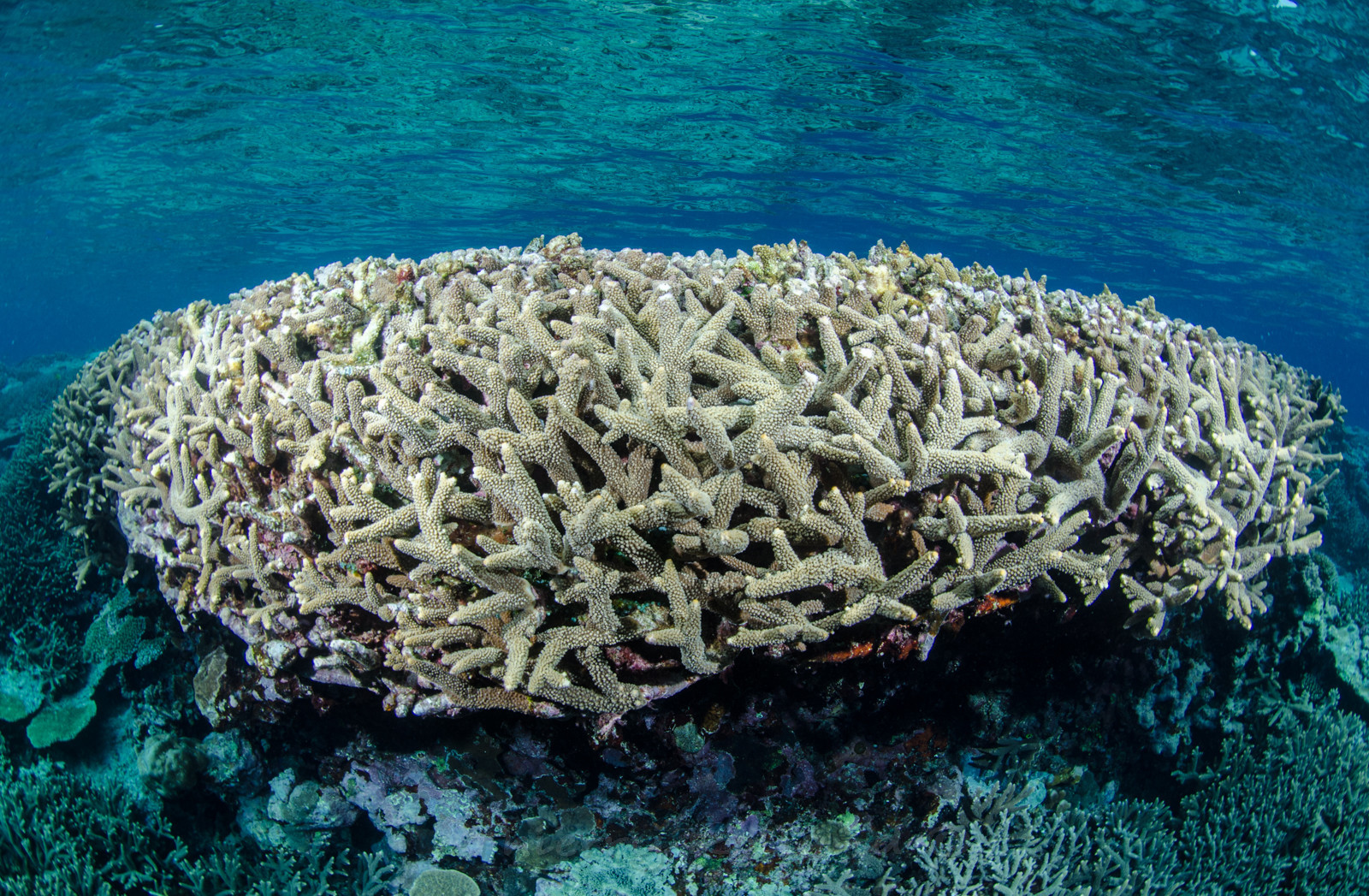 Ccarail de la grande barière