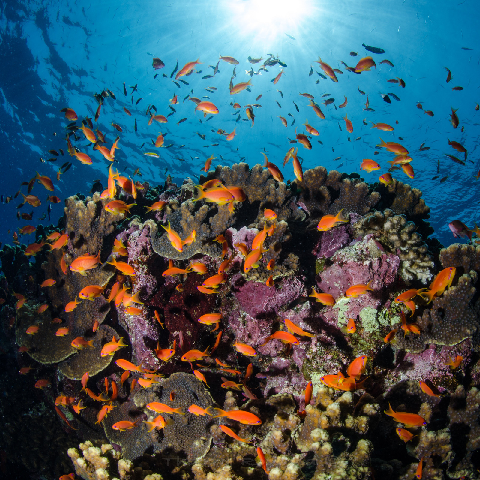 Erg Lalami - anthias