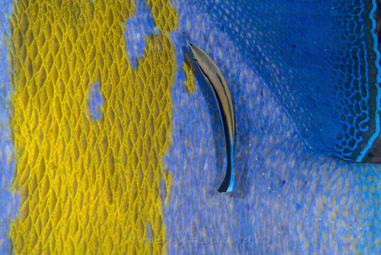 Labre nettoyeur sur poissons ange géographe