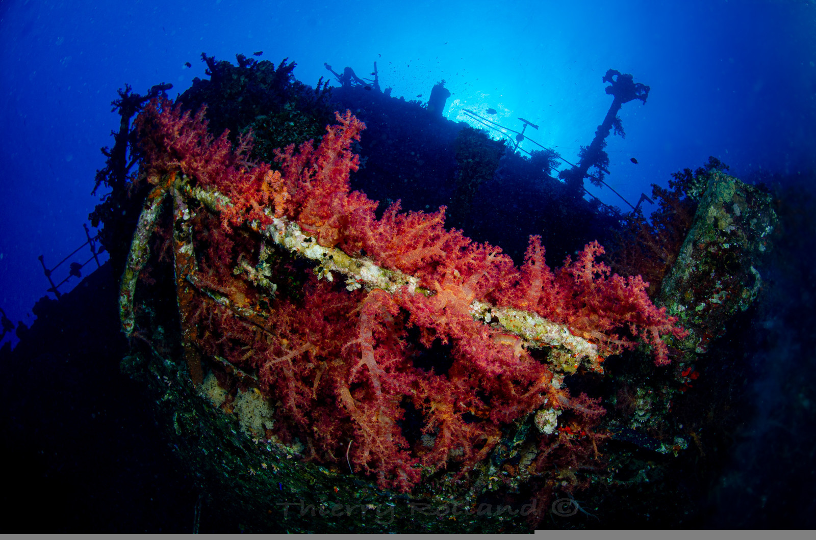 Le Kimon - Abu Nuhas