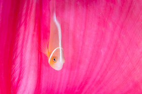 Clown et manteau d'anémone rose