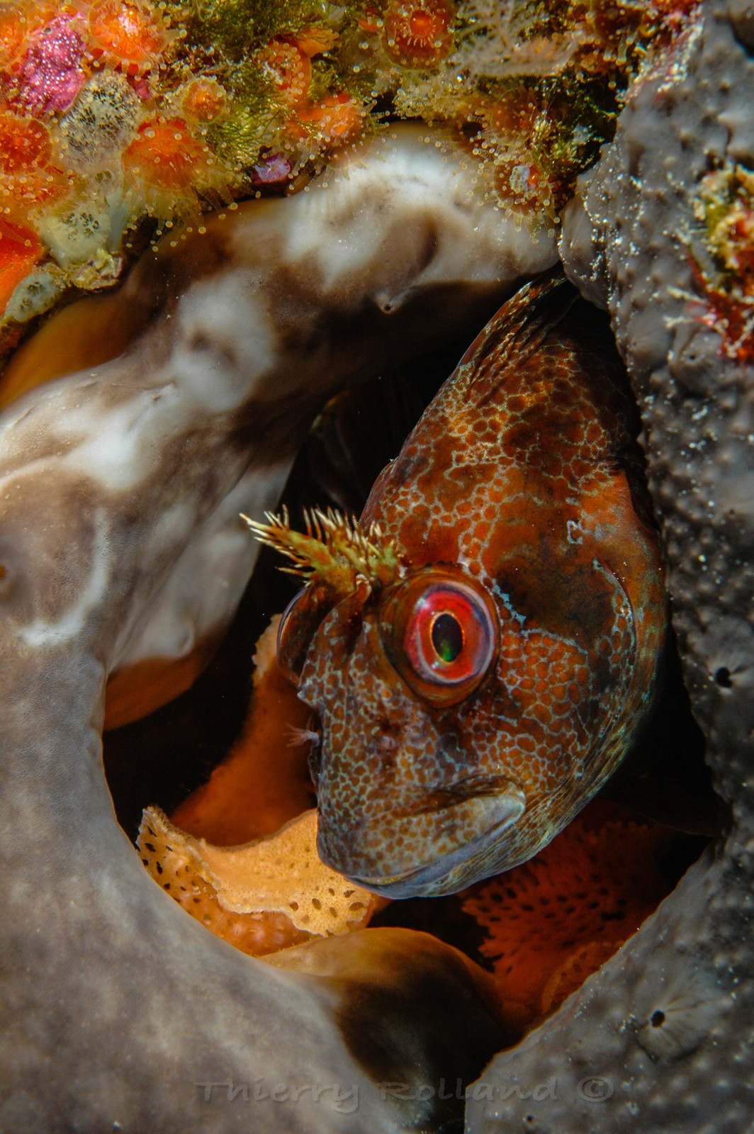 Blennie, éponge encroutante, anémones bijoux et dentelles de Neptune