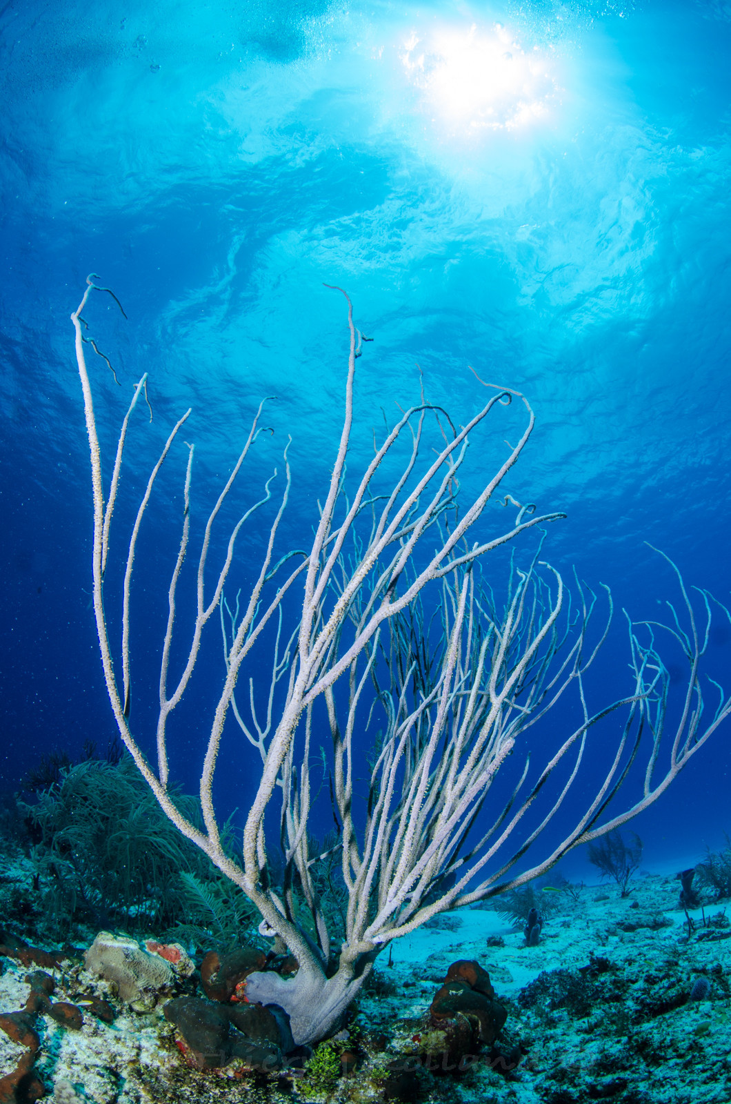 Ambiance gorgone Cozumel