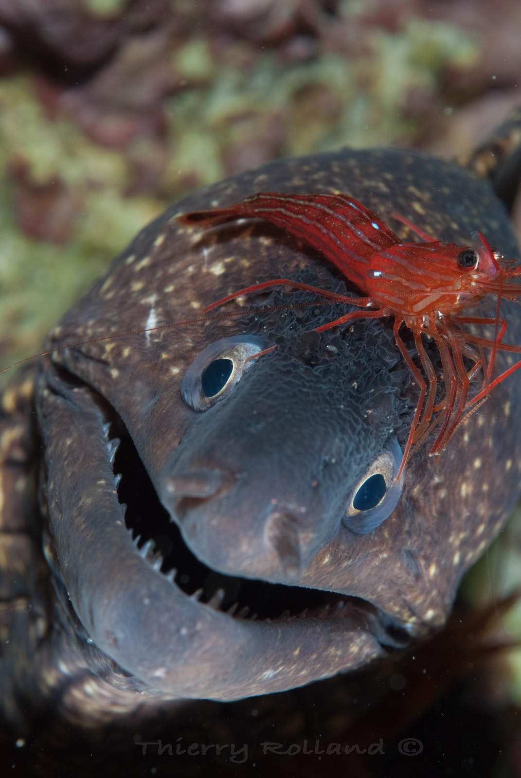 Murène grise et crevette nettoyeuses