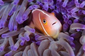 Clown et anémone violette