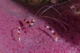 Crevette nettoyeuse Cozumel