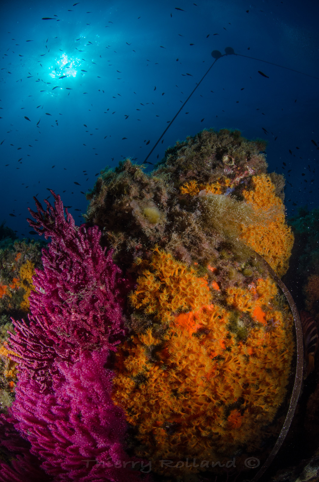 Récif de Méditerranée