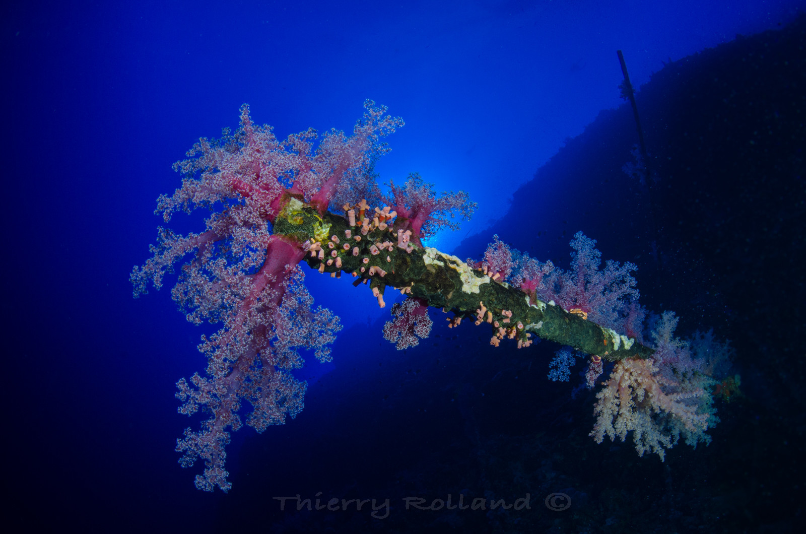 Les reste de l'épave de Daedalus plateau nord