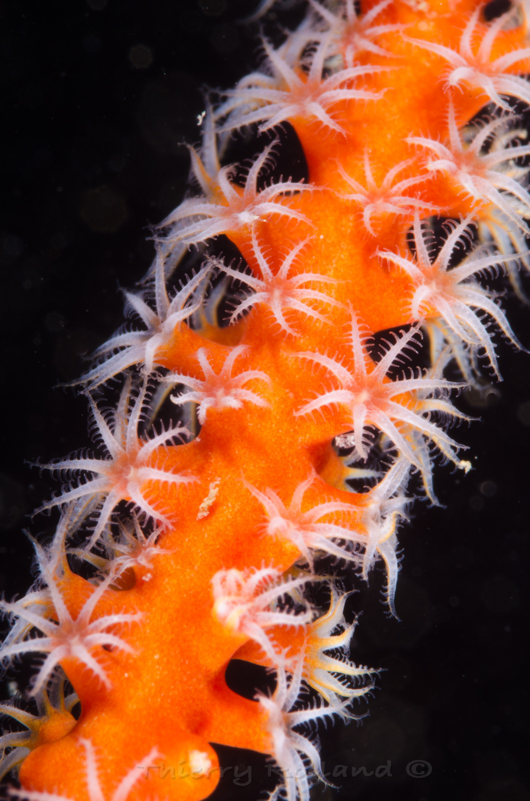 Polypes de corail fouet