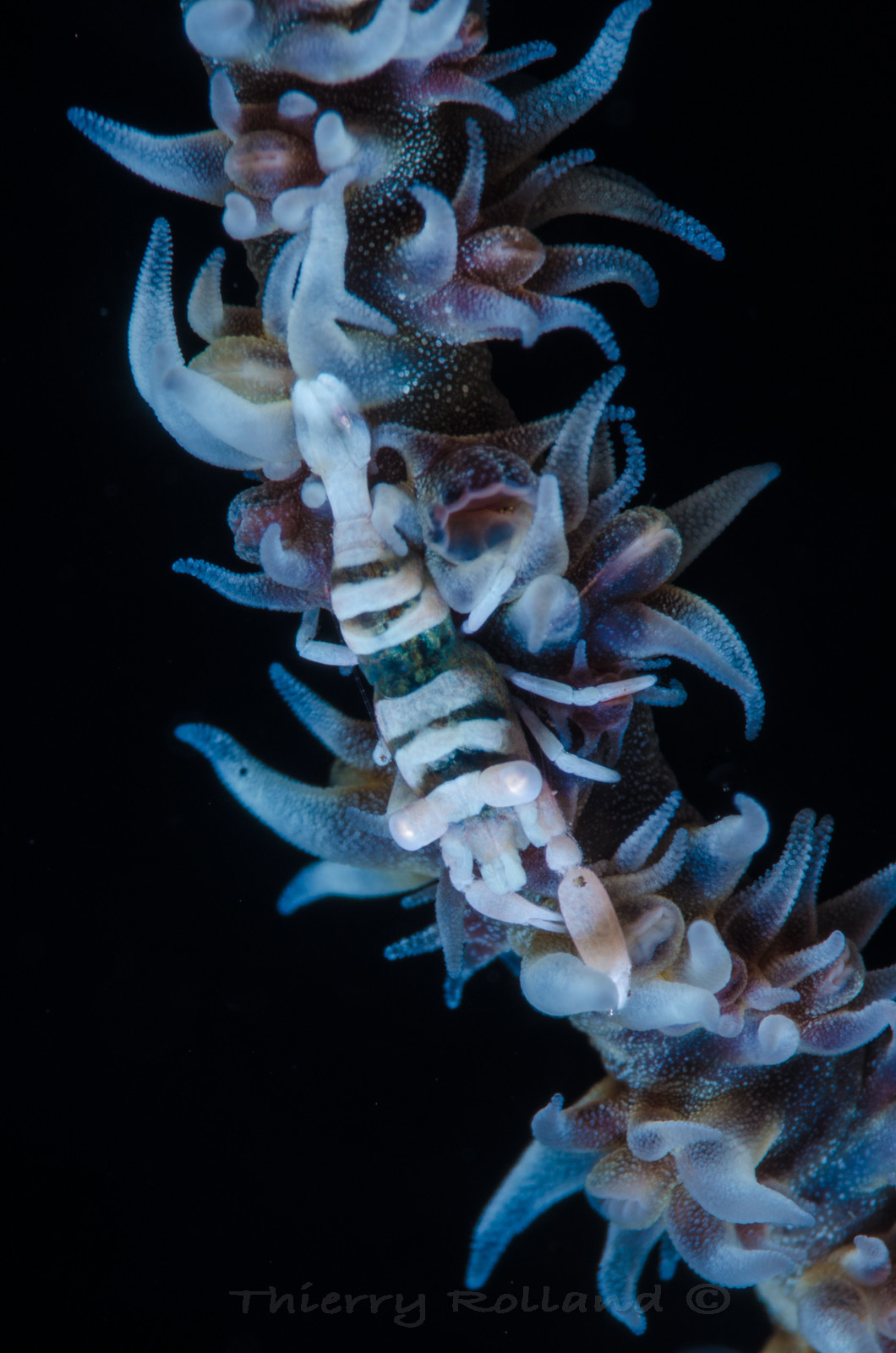 Crevette et corail fouet