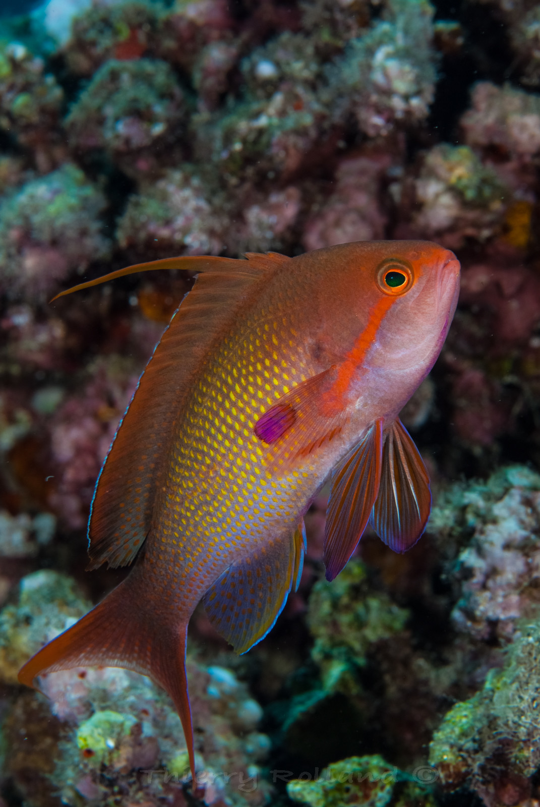 Anthias mâle