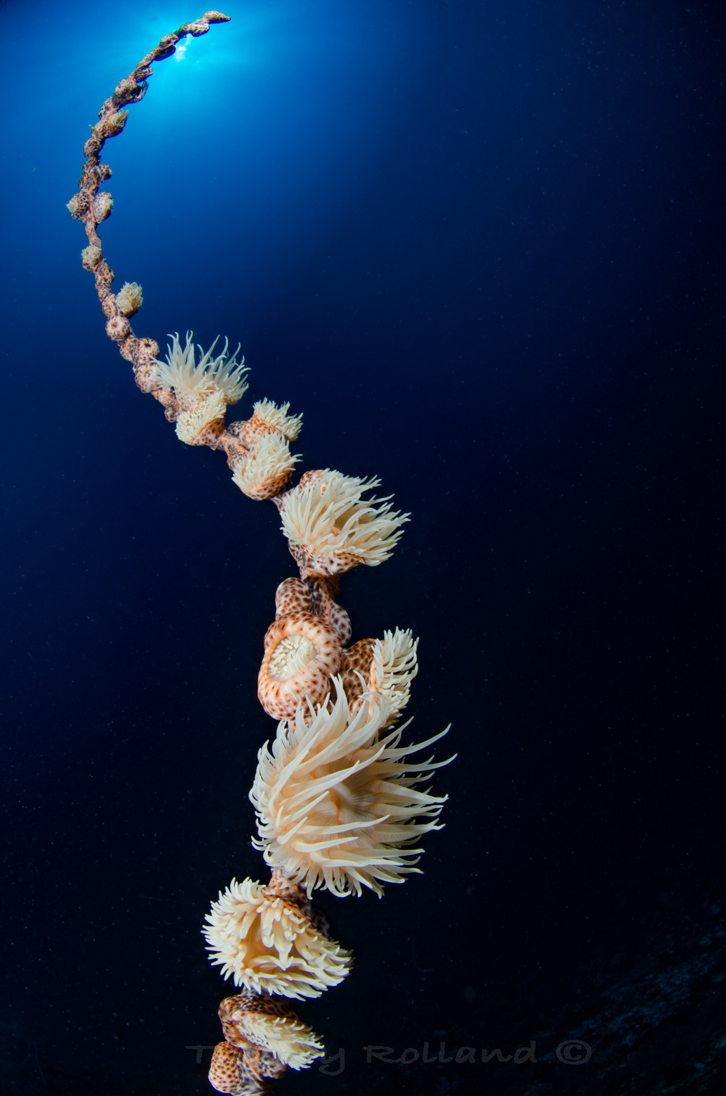 Anémones sur corail fouet