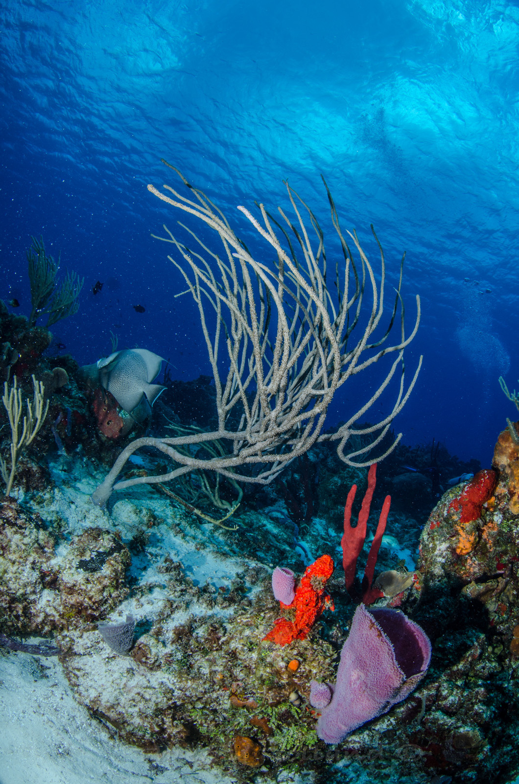 Ambiance gorgone Cozumel