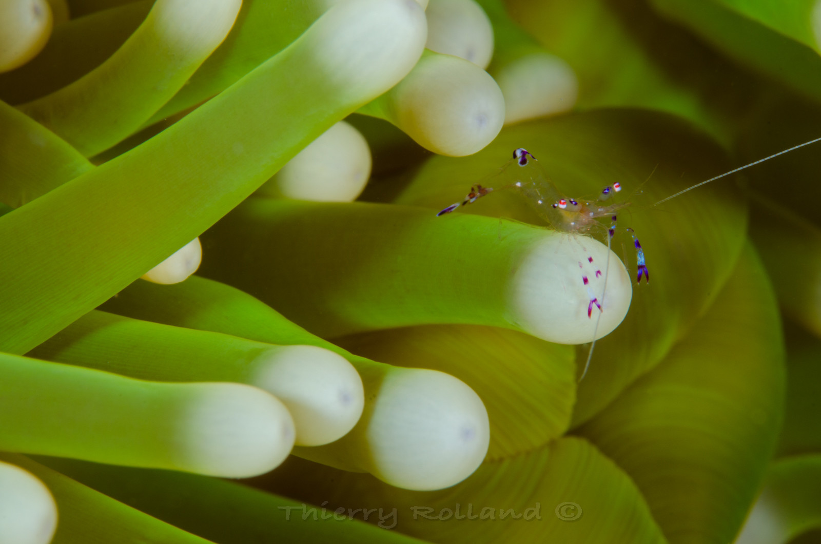 Crevette et anémones