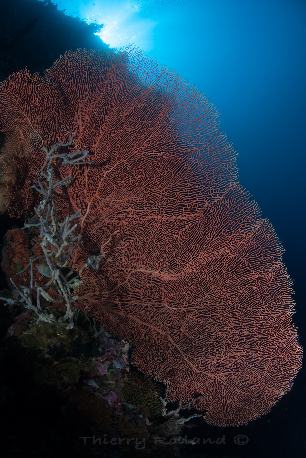 Gorgones tombants Menjangan