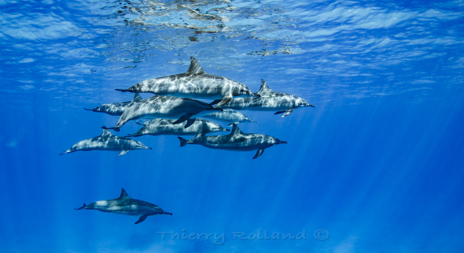 LEs dauphins de Sataya