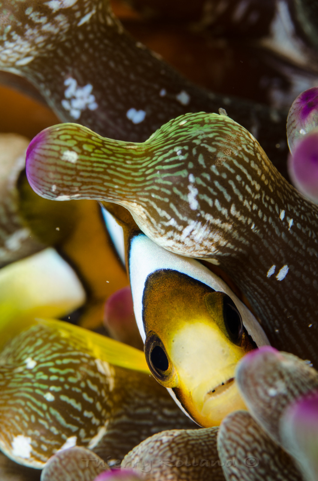 Poisson clown juvénile