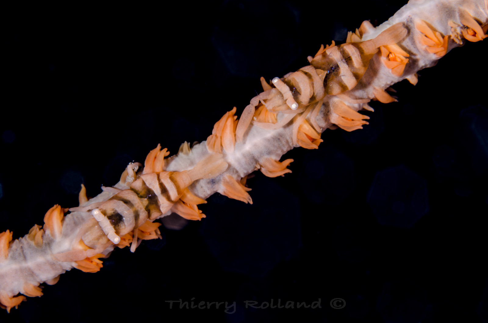 Crevette sur corail fouet