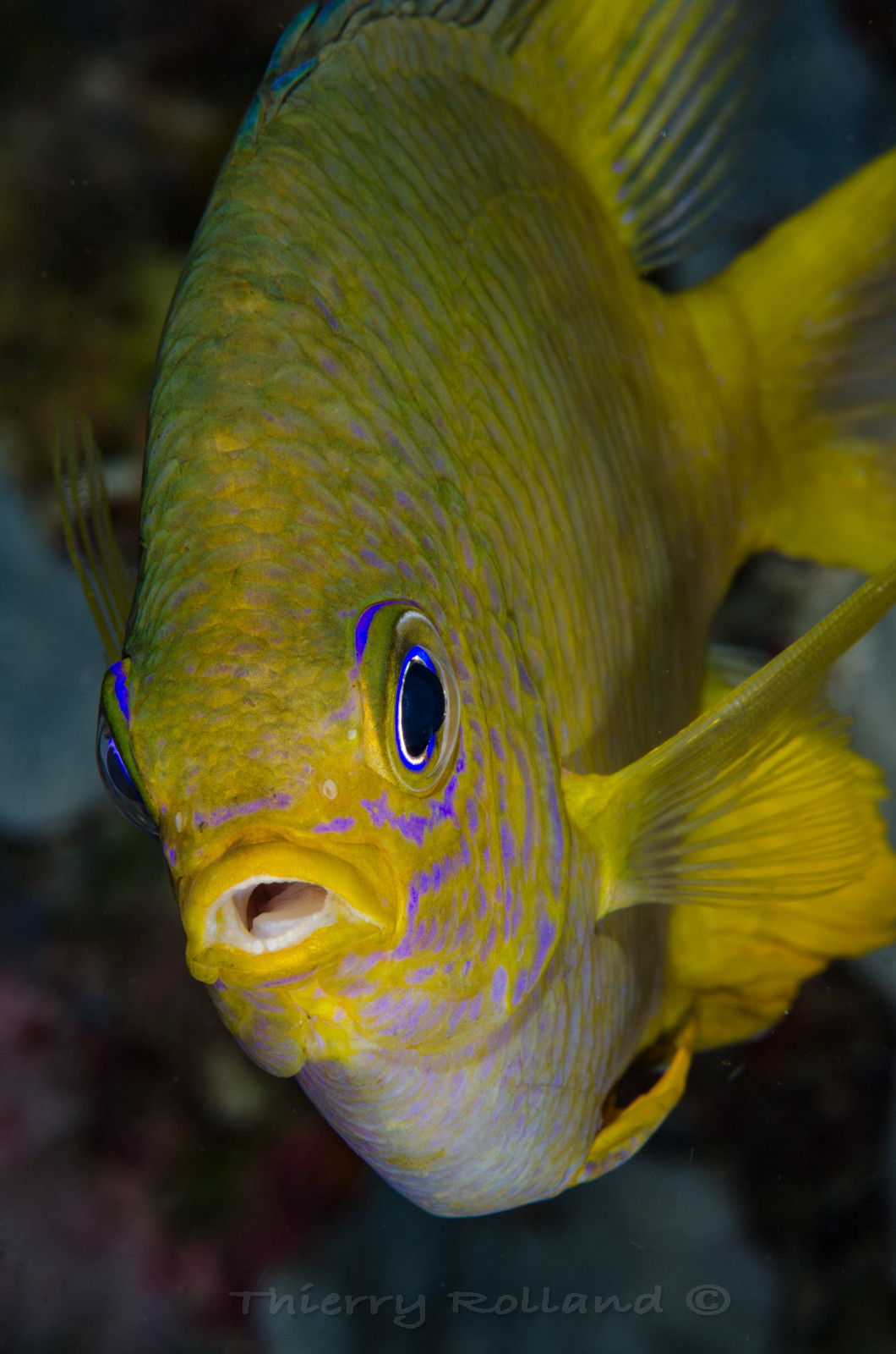 Portrait de demoiselle