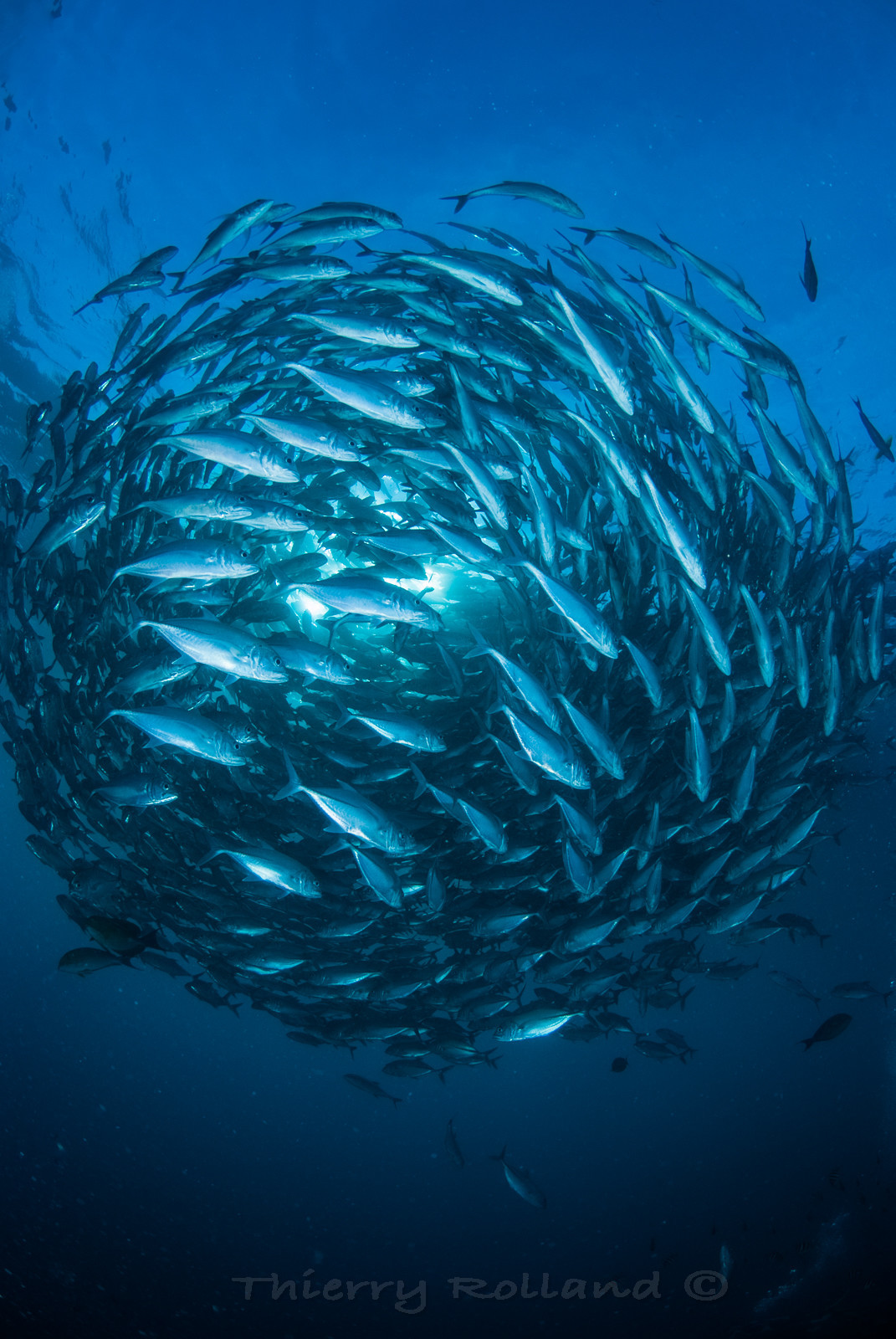 Jack fish - Liberty Tulamben