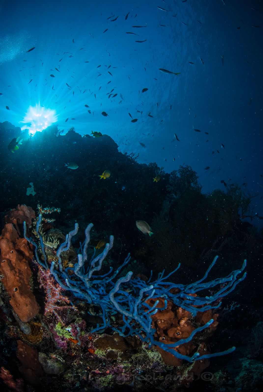 Eponges et gorgones - Tombants Menjangan