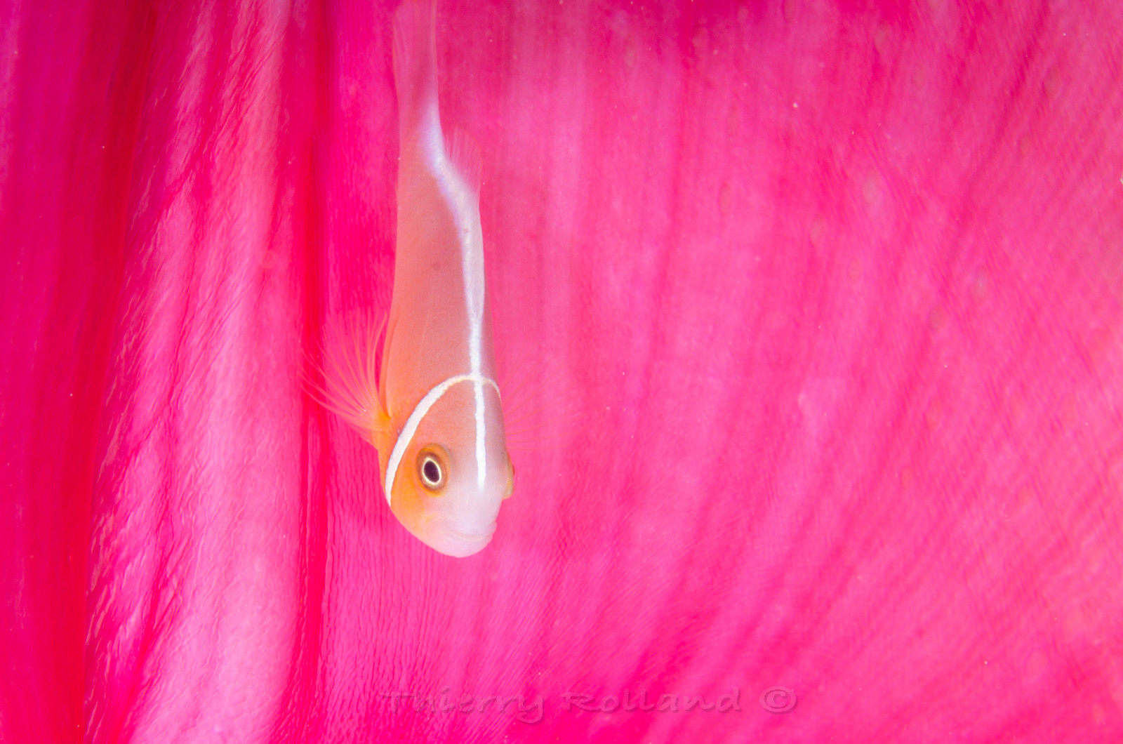 Clown et manteau d'anémone rose