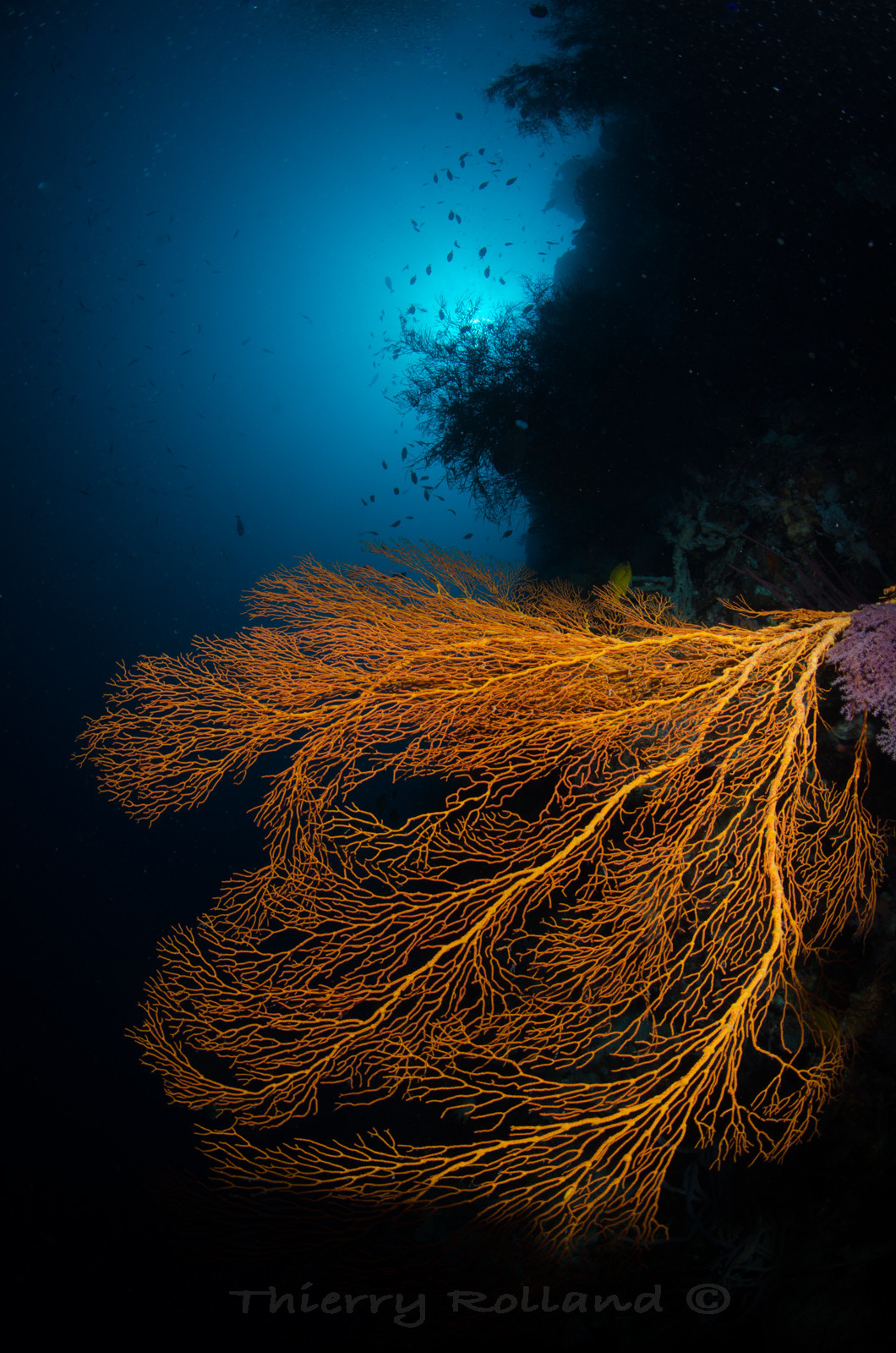 Gogones sur le tambant à Menjangan