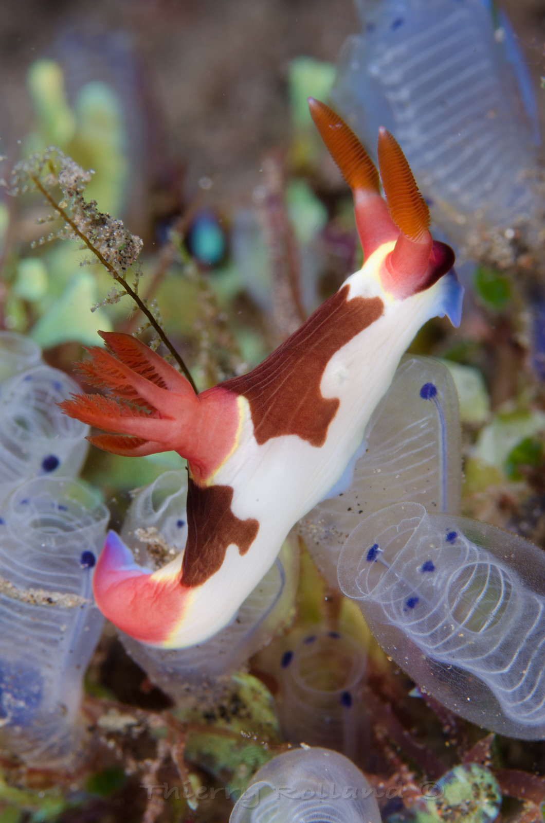 Nudibranche