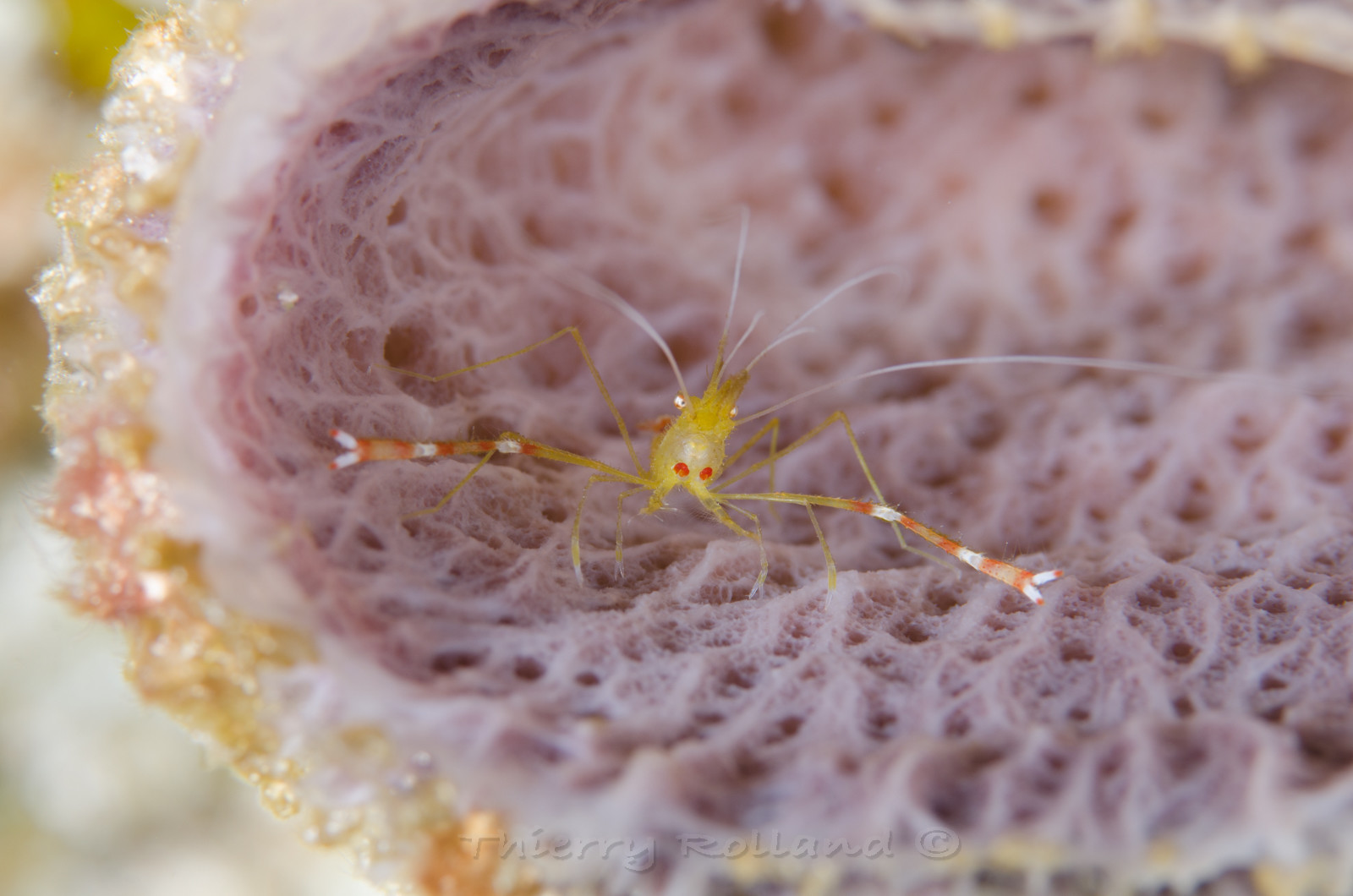 Crevette nettoyeuse Cozumel