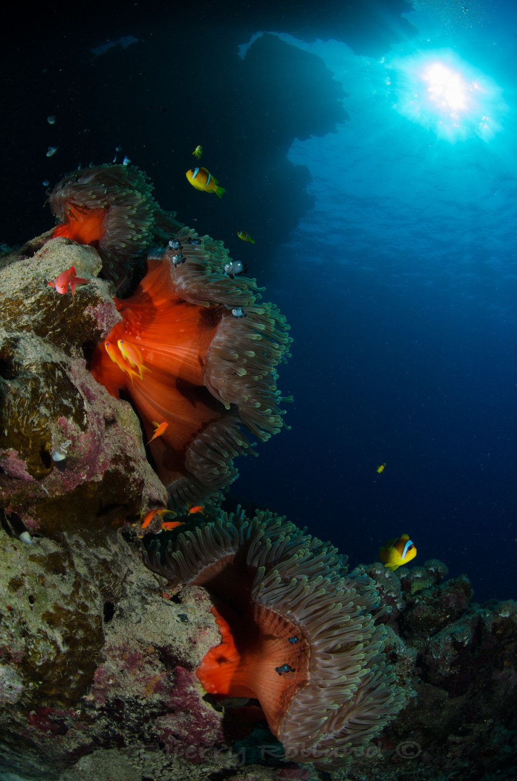 Anémones tomates et clowns
