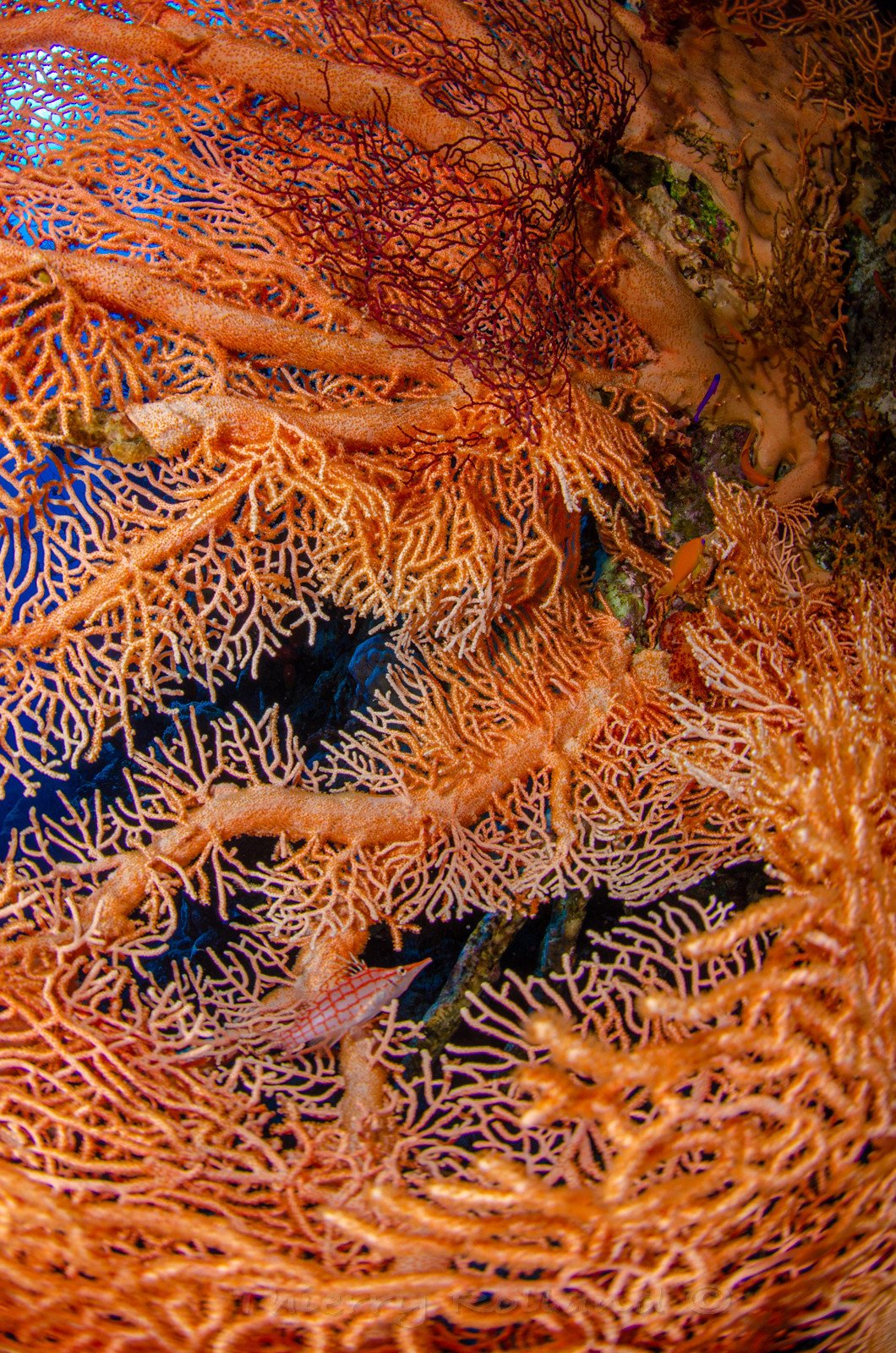 Gorgone et Poisson faucon - Police station