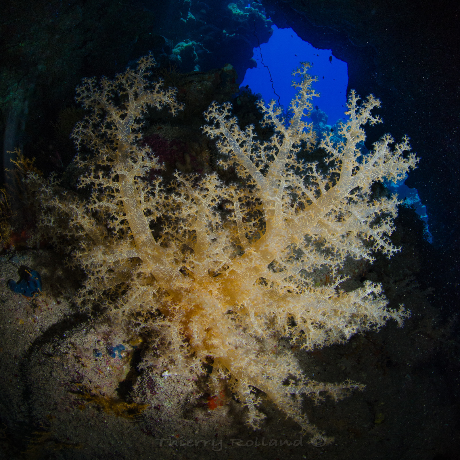 Alcyonaire dans une grotte