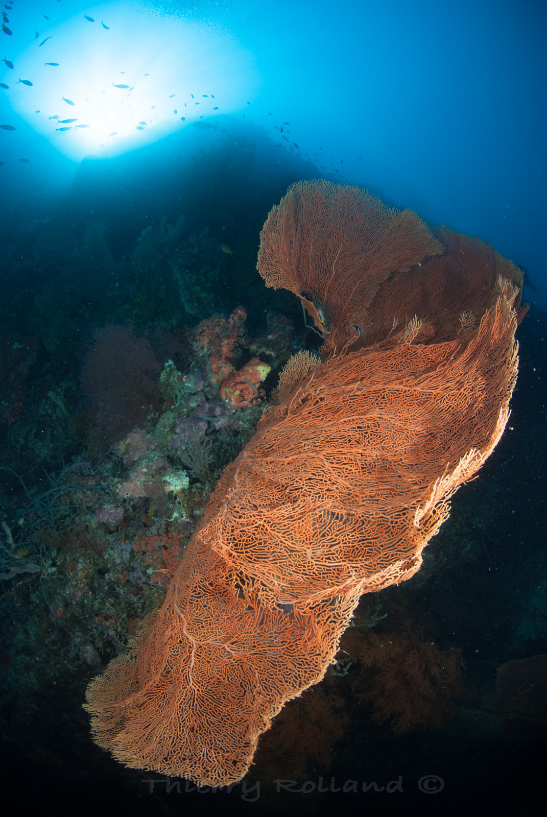 Gorgones - Tombants Menjangan