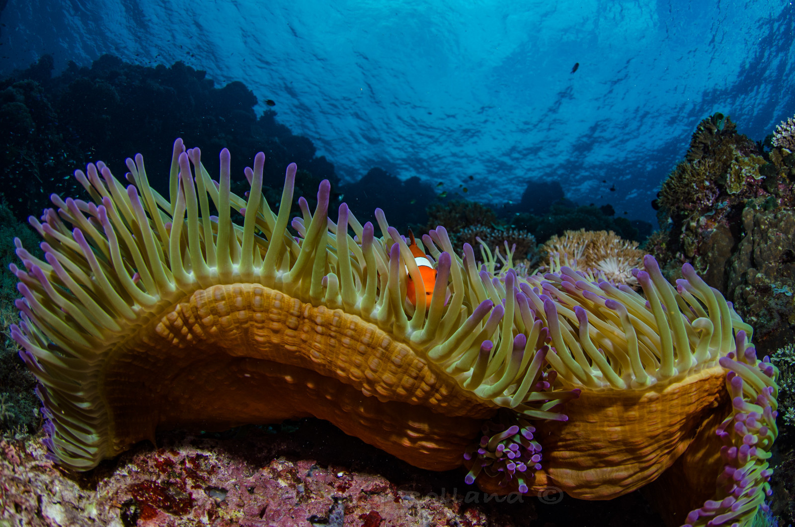 Anémone dans le courant
