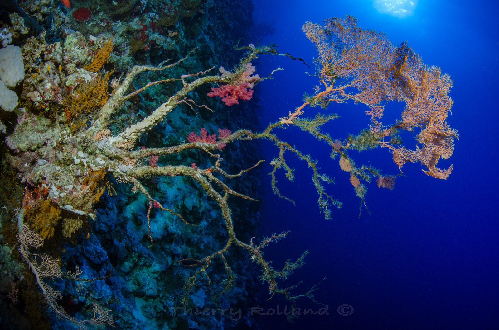 Grande grognonne concrétionnée