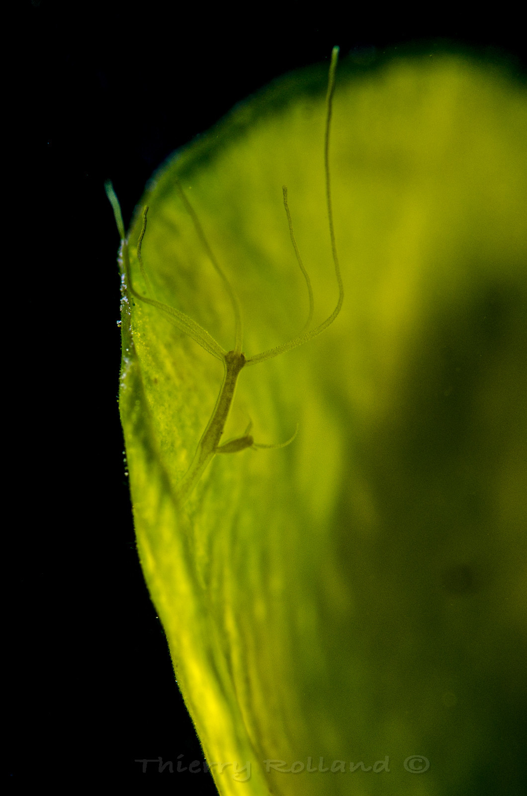 Hydre sur pétale de fleur de nénuphar