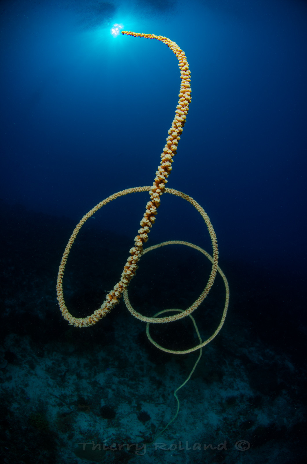 Corail fouet vers le soleil
