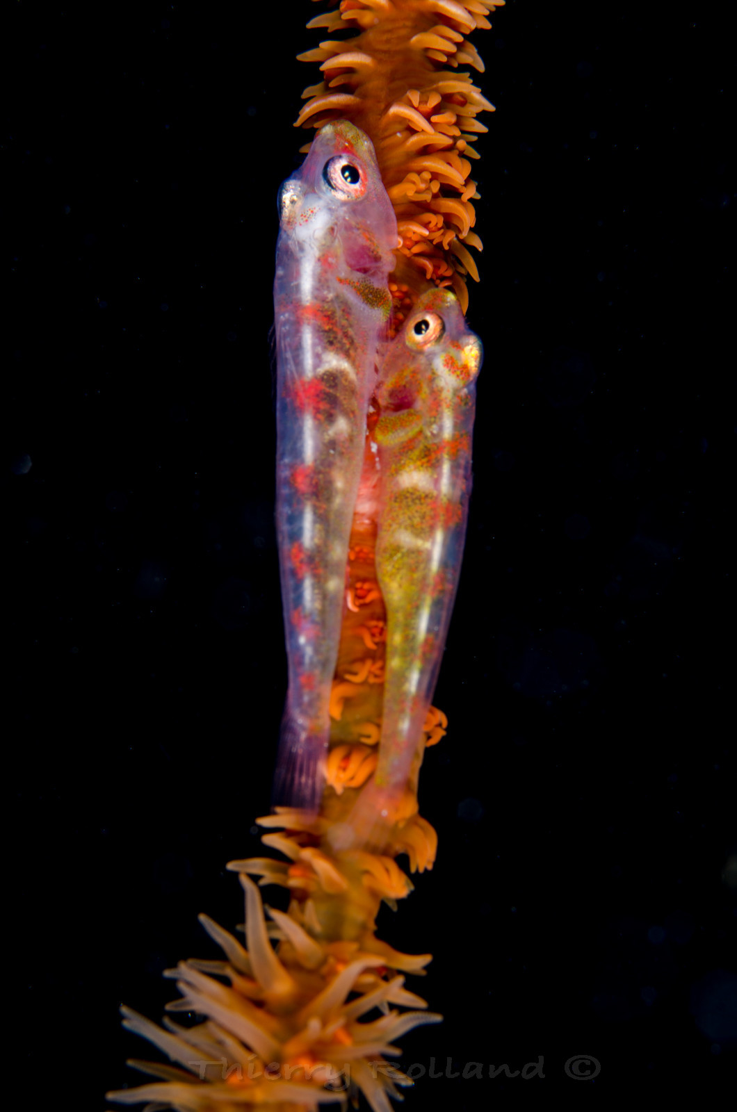 Duo de gobies dans sur corail fouet