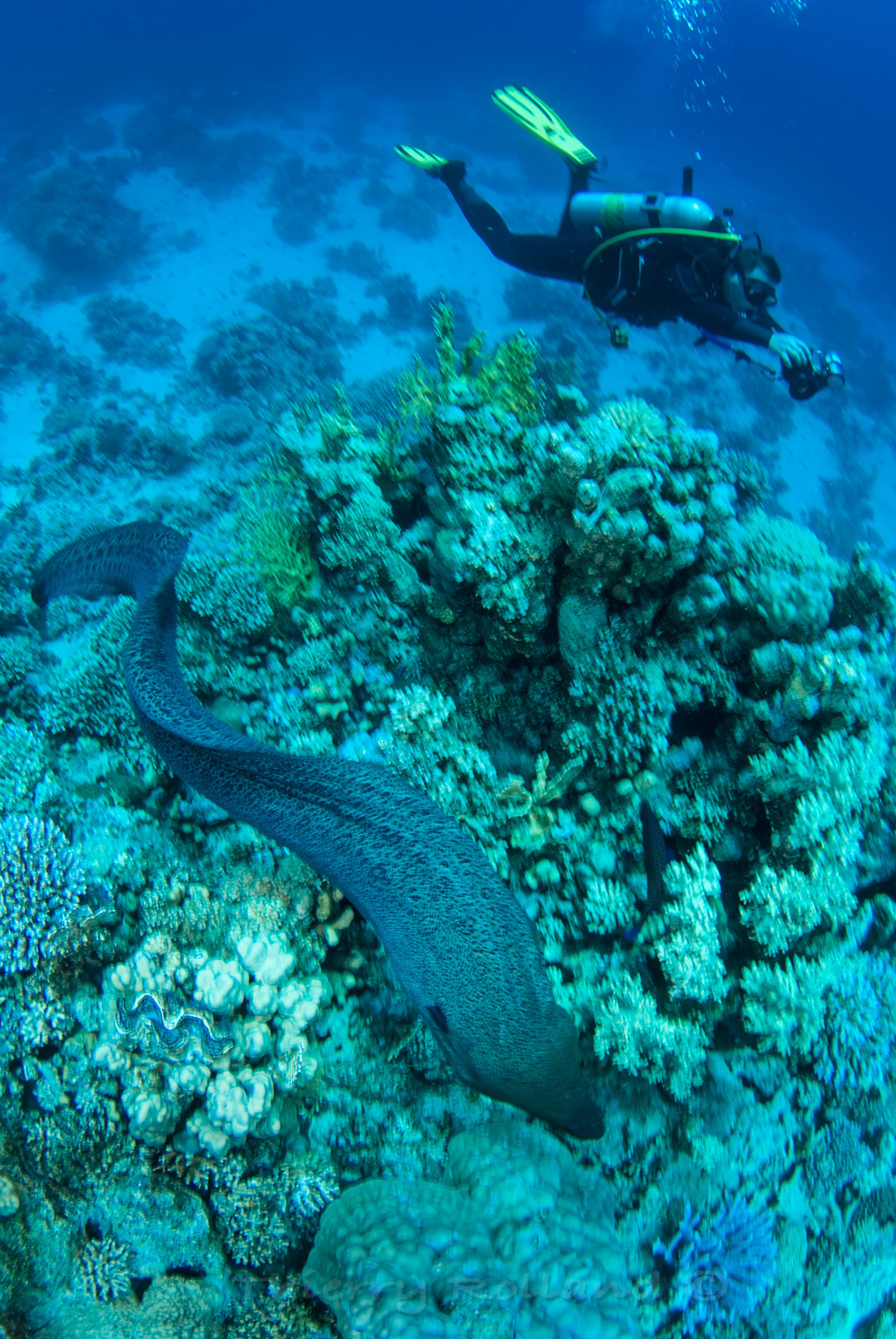 Régis et la murène géante